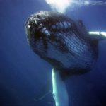 クジラの腸の長さってどれくらい？
