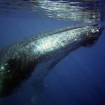 鯨の生息数の推計では増えている！