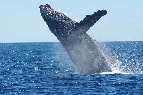 クジラ 捕獲量 世界