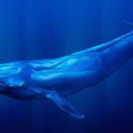 シロナガスクジラと人間の脳みそや大きさ、寿命の比較について！