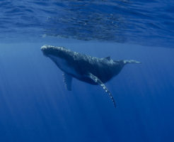 シロナガスクジラ 赤ちゃん 大きさ