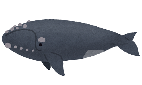 セミクジラ 口
