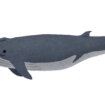 ナガスクジラの名前の由来や英語での読み方について！