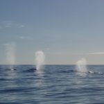 クジラの呼吸と息継ぎ時間、クジラの水面行動について！