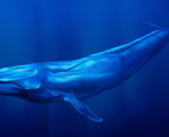 シロナガスクジラ 人間 比較