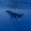 シロナガスクジラ 赤ちゃん 大きさ