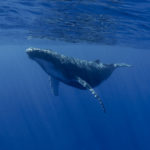 シロナガスクジラの赤ちゃんの大きさってどれくらい？