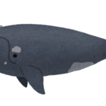 セミクジラの口がアーチ状になってる理由は！？